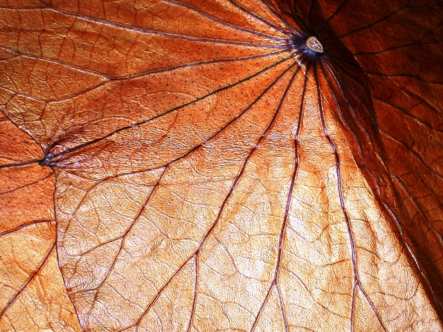 Preserved Lotus leaf