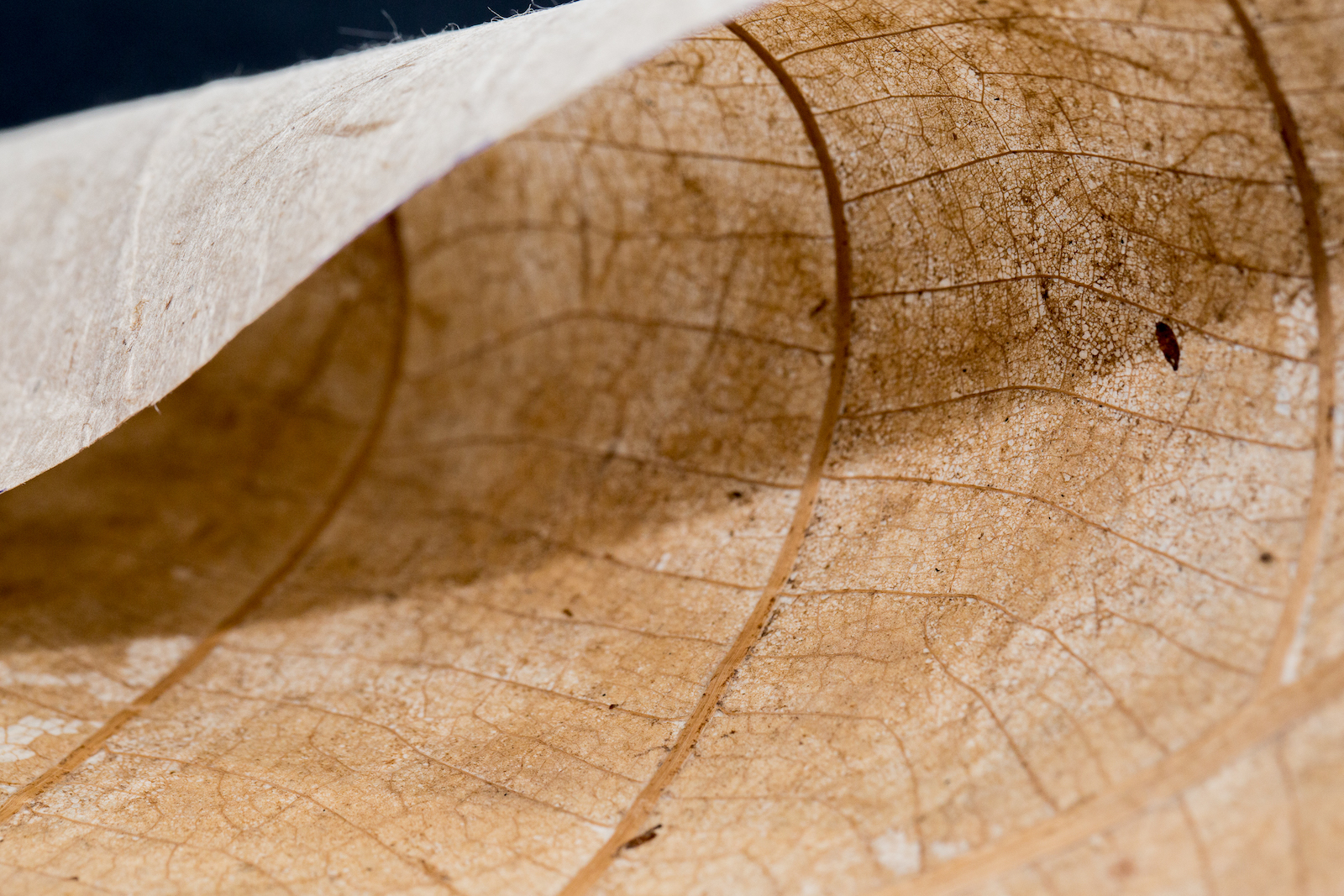 กระดาษจากไม้สักแห้ง Teak Leaf Paper